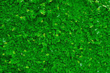 Obraz premium Leaves texture background , wallpaper pattern