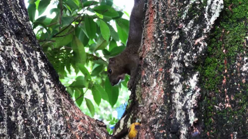 Poster a squirrel picking and eating banana in between the branch of tree