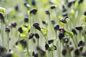 Obraz premium Morning glory Microgreen organic , close up , Planting plot