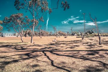 A beautiful view of kitesurf sport in Brasilia, Brazil