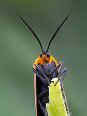 yellow-collared scape moth, Cisseps fulvicollis, perched on plant stem, facing the camera © Ernie Cooper