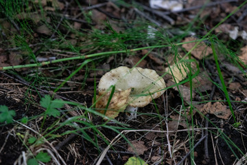  mushrooms in the forest