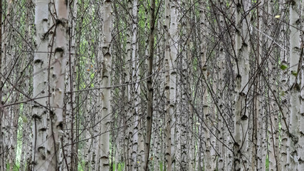  mushrooms in the forest