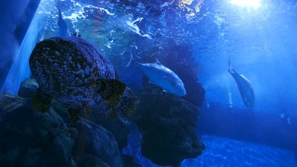Video 4k of giant grouper (epinephelus lanceolatua) in water