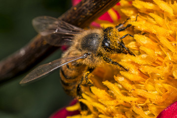Honey bee (Apis mellifera) sitting on a red dahlia flower, macro, shallow dof.