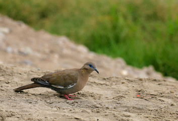 Beautiful Peruvian bird, the color of its feathers is white, lead brown, dove with white feathers and red legs. walking on land and close to green nature.