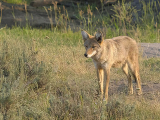 shot of a coyote in yellowstone np