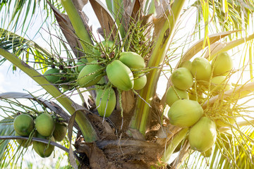 Coconut green fresh fruit on the tree at tropical forest
