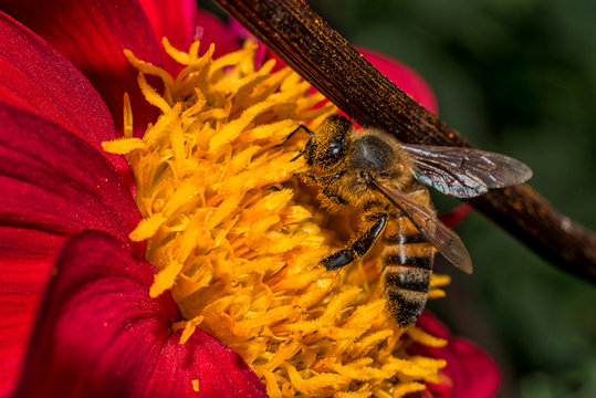 Honey bee (Apis mellifera) sitting on a red dahlia flower, macro, shallow dof.