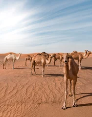 Rolgordijnen Vertical shot of camels walking around a desert with sand dunes in the distance © Nizamudeen Latheef/Wirestock