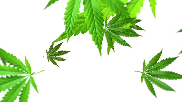 Hemp or hash leaves on white swirling on white