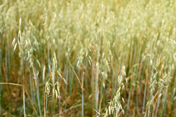 Detail oats ears in the field.
