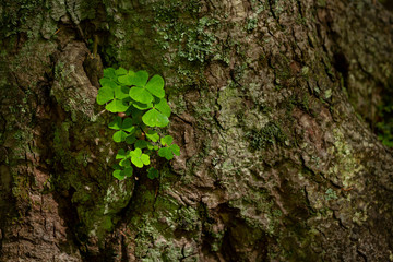 lush clover leaf on a bark in the forest