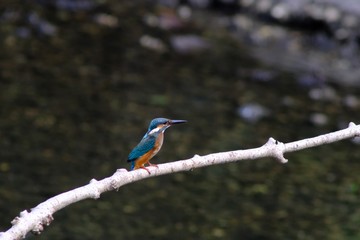 kingfisher in forest