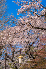 東京都国立市 桜が満開に咲く大学通りの風景