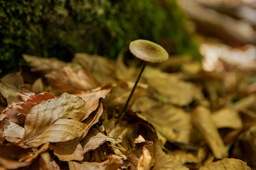 close up of a mushroom on a mossy forest ground with a blurred background