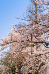 東京都国立市 桜が満開に咲く大学通りの風景