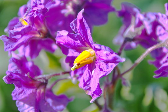 Blooming potato close-up of a new variety of beautiful background