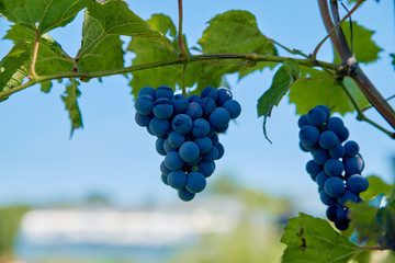 Bunch of mature blue grapes ready for harvesting.