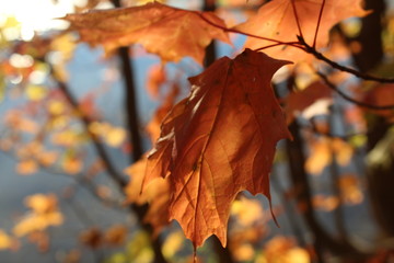 maple leaves on a background of blue sky