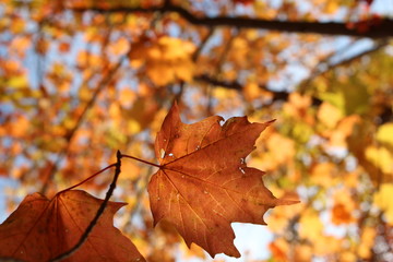 autumn leaves on tree
