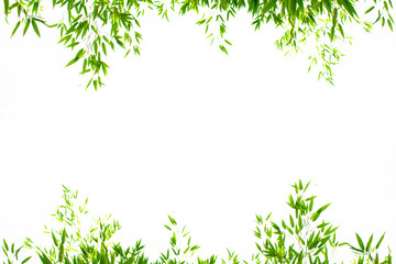 World Environment Day concept: Bamboo leaves Isolated on a white background