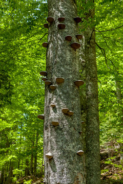 tree trunk with traces and holes of a wood worm in a geometrical shape in a lush forest