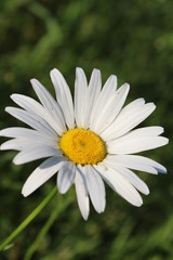 Fototapeta premium daisy in the grass