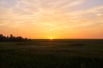 The sun rises above the horizon in Russian countryside. Dramatic summer landscape of golden early morning sun rising over endless meadow covered with wild greenery and flowers, bushes and lush trees.