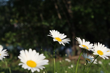 daisies in field