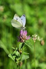 White-veined butterfly on a flower in a meadow.