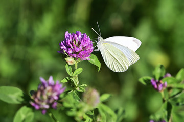White-veined butterfly on a flower in a meadow.