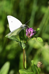 White-veined butterfly on a flower in a meadow.