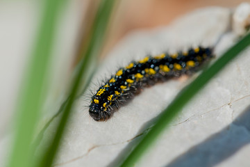beautiful black and yellow centipedes on a stone