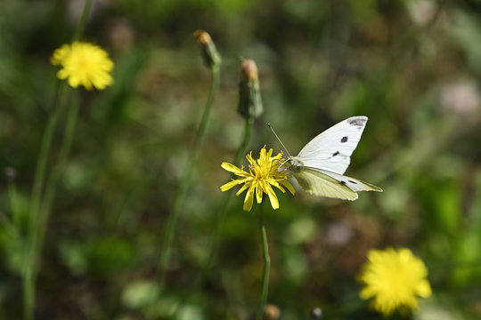 White-veined butterfly on a flower in a meadow.