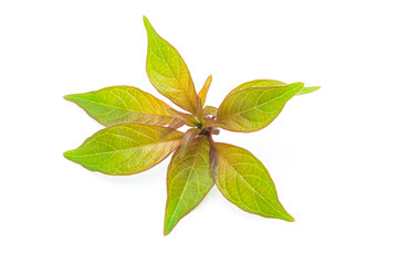 Pretty exotic red green leaves branch closeup on isolated white background