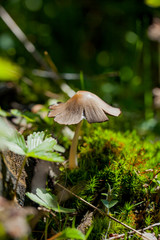 close up of a mushroom on a mossy forest ground with a blurred background