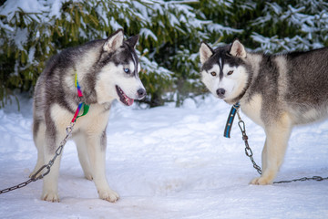 Naklejka premium Two playing siberian husky dogs outdoor. Two Siberian Husky dogs looks forward sitting on the snowy shore frozen river. Cute portrait beautiful dogs
