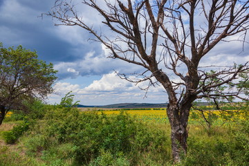 Roadside landscape with wood and sunflowers