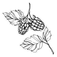 Vector Raspberry healthy food fresh berry isolated element. Black and white engraved ink art.