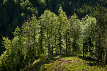 lush deciduous tree on a hill in a forest with dark conifers in the background