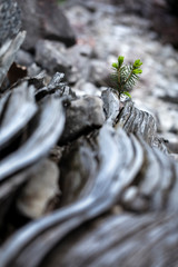 young sprout of a conifer is growing on a petrified trunk of tree