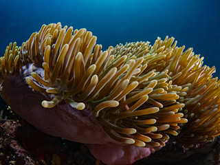 Magnificent Sea Anemone, Prachtanemone (Heteractis magnifica)
