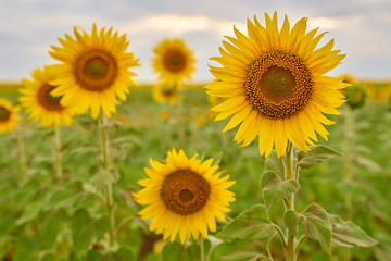 Fototapeta premium Close up shot of gorgeous blooming sunflowers against partly clouded blurred sky on hot summer day in Russian countryside. Rural sunflower field landscape. 