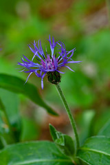 macro shot of an purbpe blue forest flower, named Centaurea montana with a blurred green background