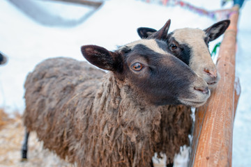 A sheep in a wooden corral. Sheep on a farm