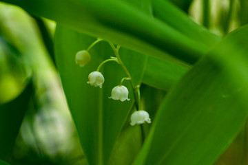 white lily of the valley with a blurred background