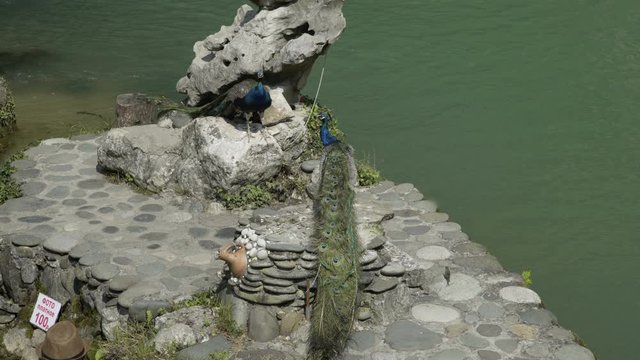 Animal abuse, peacocks are tied with a rope to a stone, tourists are photographed with peacocks