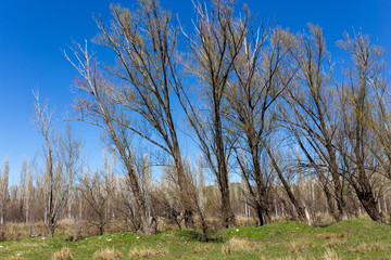 Bare tree in the steppe