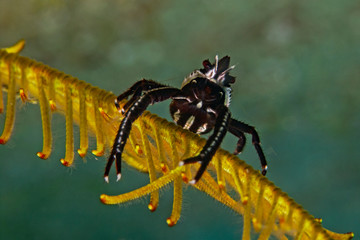 Elegant Crinoid Squat Lobster (Allogathea elegans)